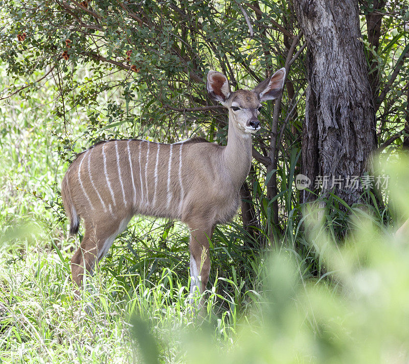 一只年轻的大Kudu, Kruger NP。